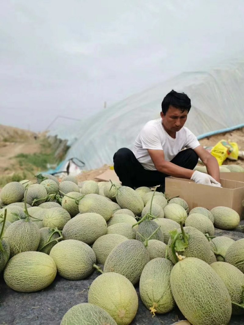 阳光小蜜哈密瓜