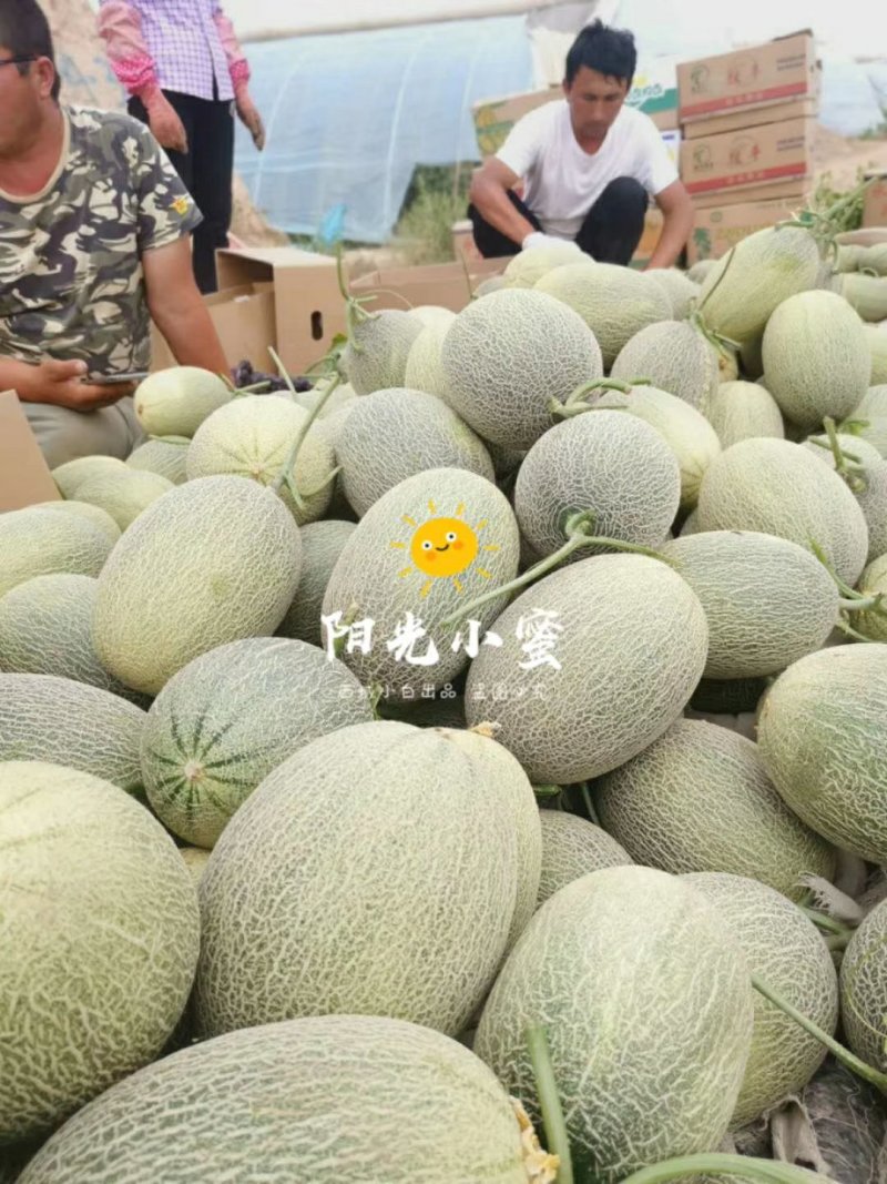 阳光小蜜哈密瓜