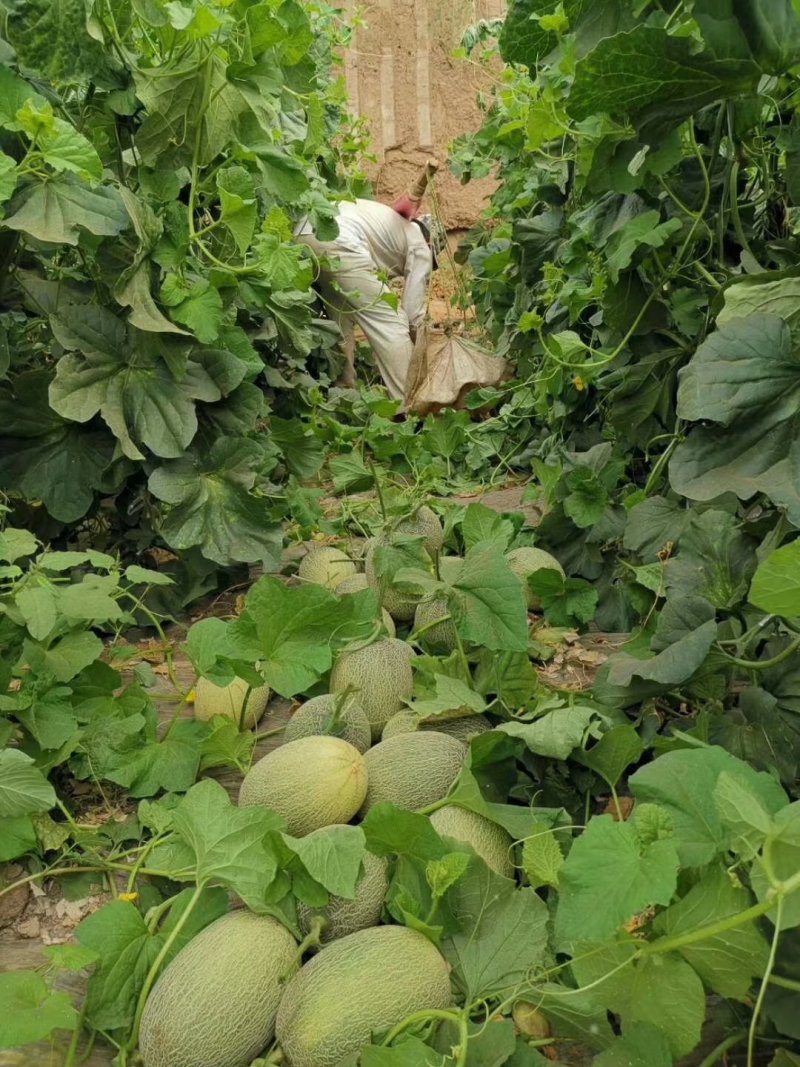阳光小蜜哈密瓜