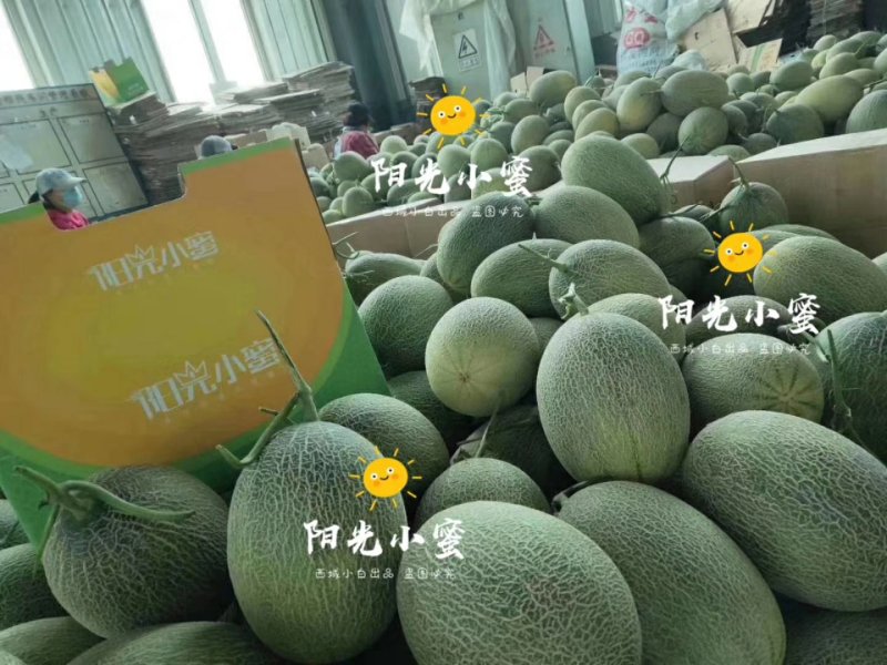 阳光小蜜哈密瓜