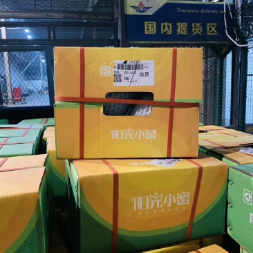 阳光小蜜哈密瓜