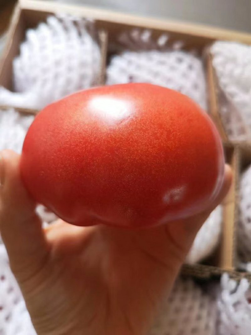 新疆吐鲁番好柿光西红柿