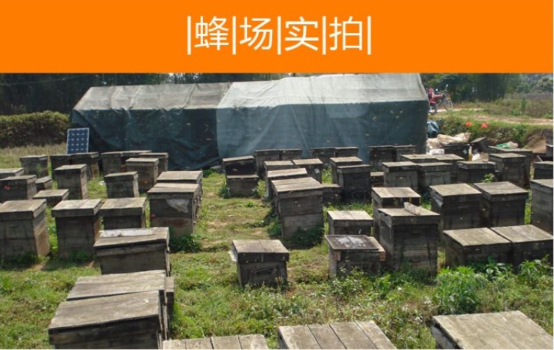 【纯正好货】大山中天然土蜂蜜500g批发电商微商一件代发