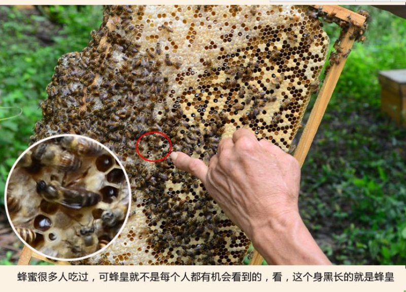 【纯正好货】大山中天然土蜂蜜500g批发电商微商一件代发