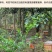 【纯正好货】大山中天然土蜂蜜500g批发电商微商一件代发