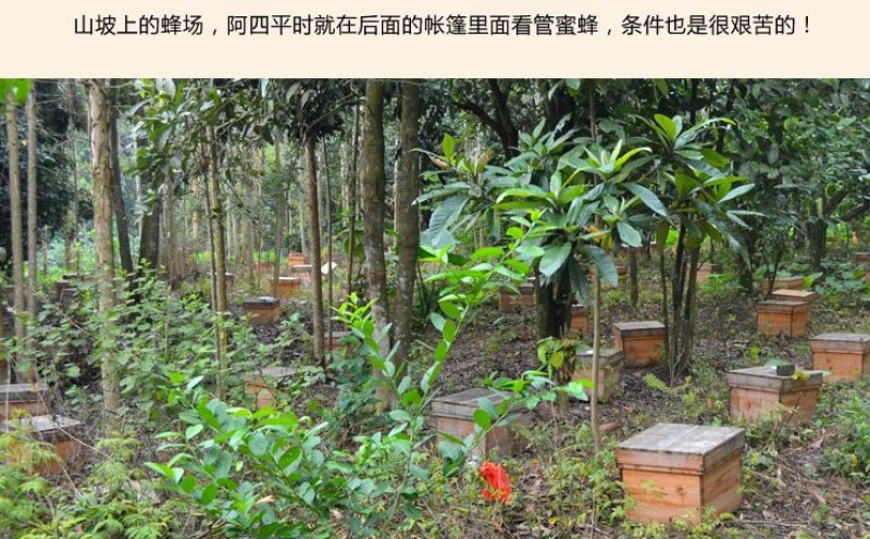 【纯正好货】大山中天然土蜂蜜500g批发电商微商一件代发