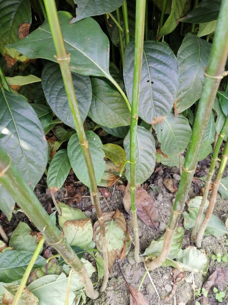 钩藤苗金钩藤双沟一手货源除中间商赚差价移栽苗