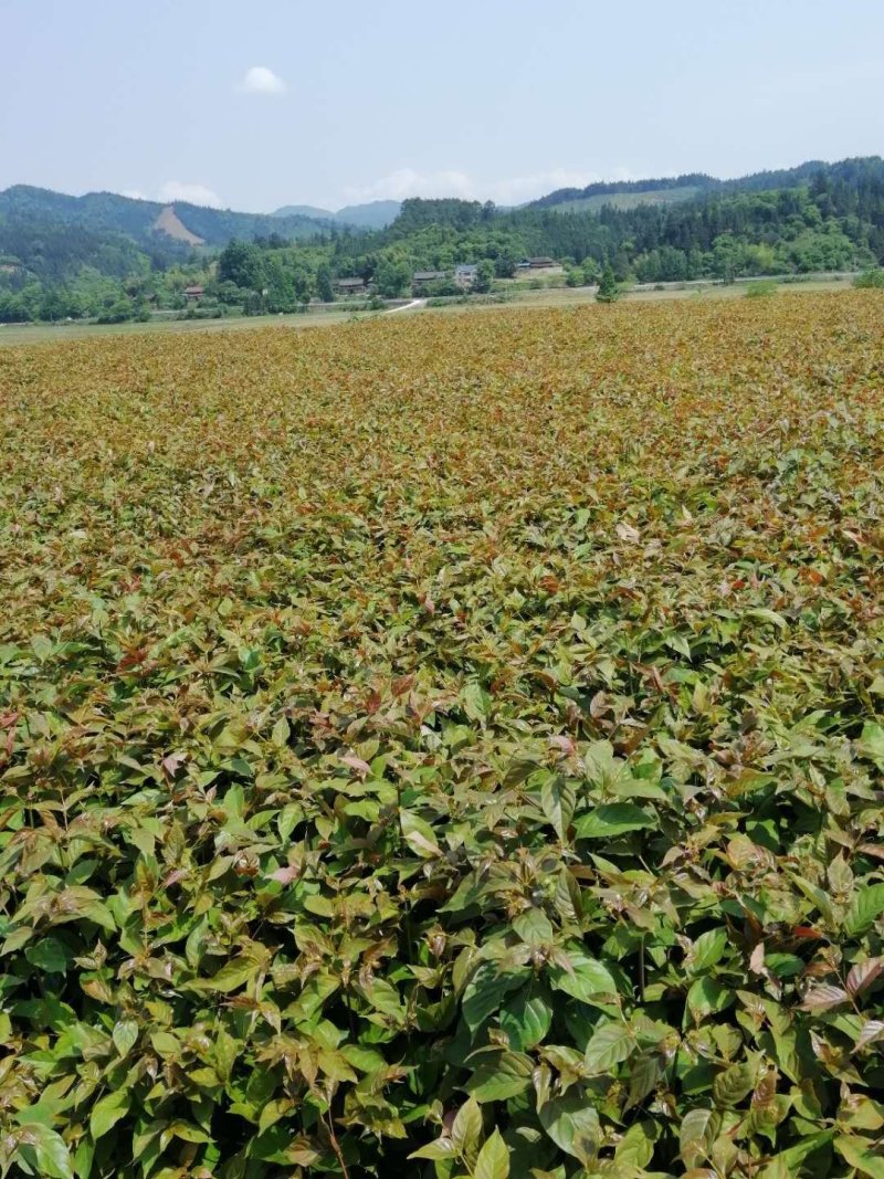 钩藤苗金钩藤双沟一手货源除中间商赚差价移栽苗