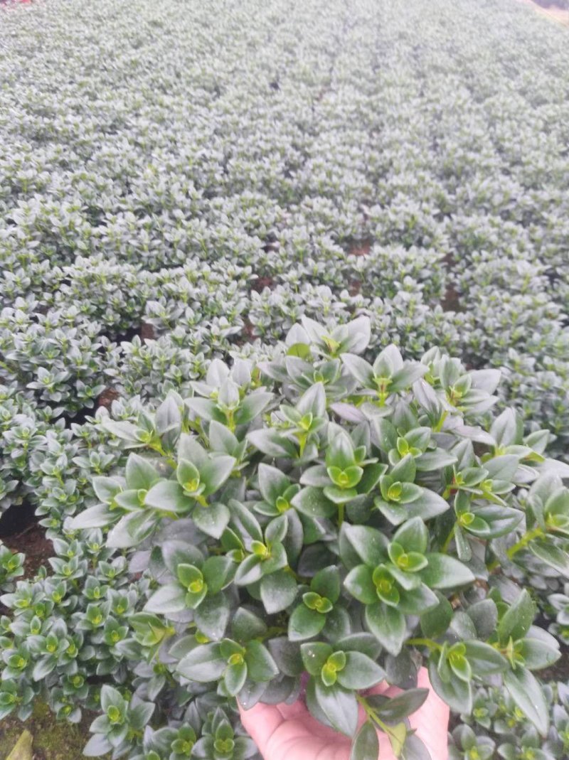 金鱼草四季常绿多年生长草本植物观赏价值高