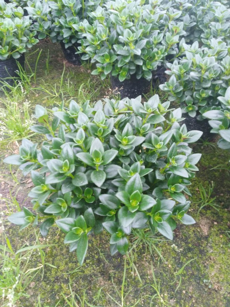 金鱼草四季常绿多年生长草本植物观赏价值高