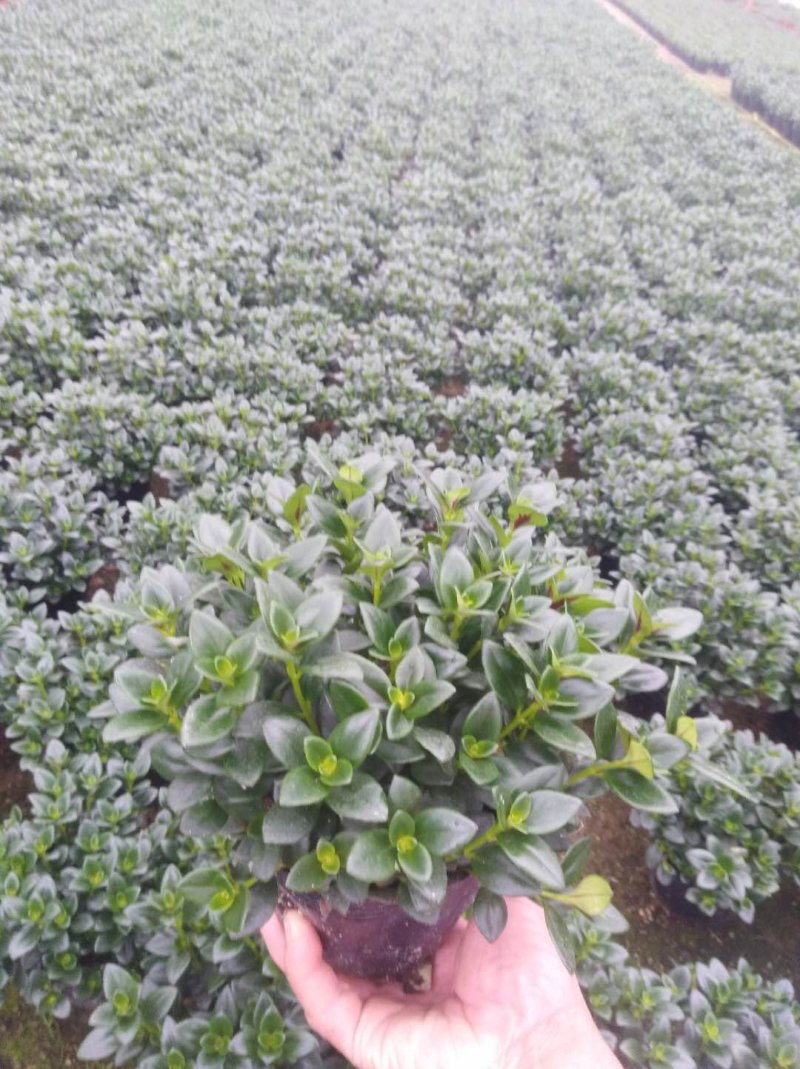 金鱼草四季常绿多年生长草本植物观赏价值高