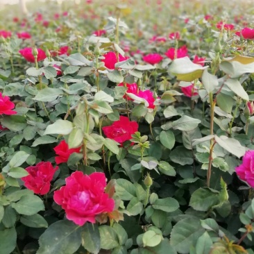 月季花，丰花月季，红帽月季各种月季花批发