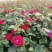 月季花，丰花月季，红帽月季各种月季花批发