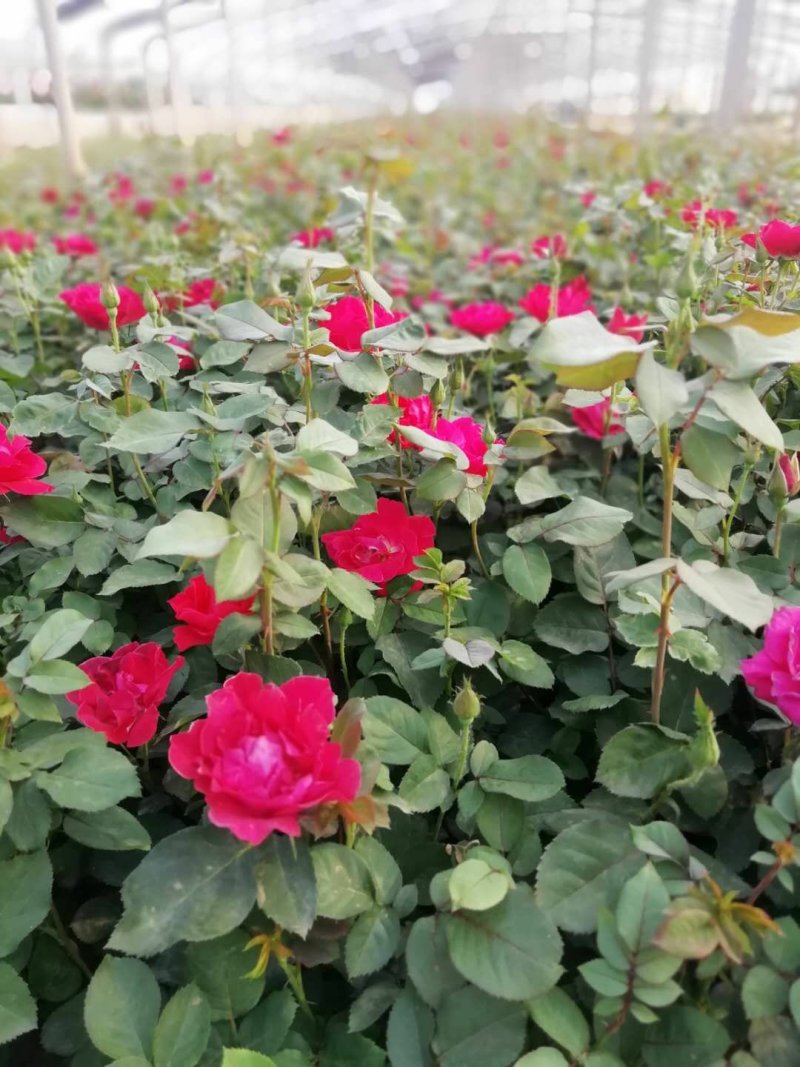 月季花，丰花月季，红帽月季各种月季花批发