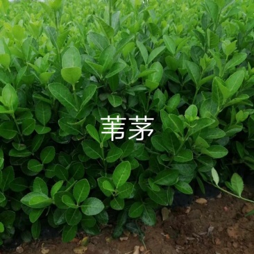 常年经销各种:绿化苗木花灌木、乔木、另出售:各种宿根花卉