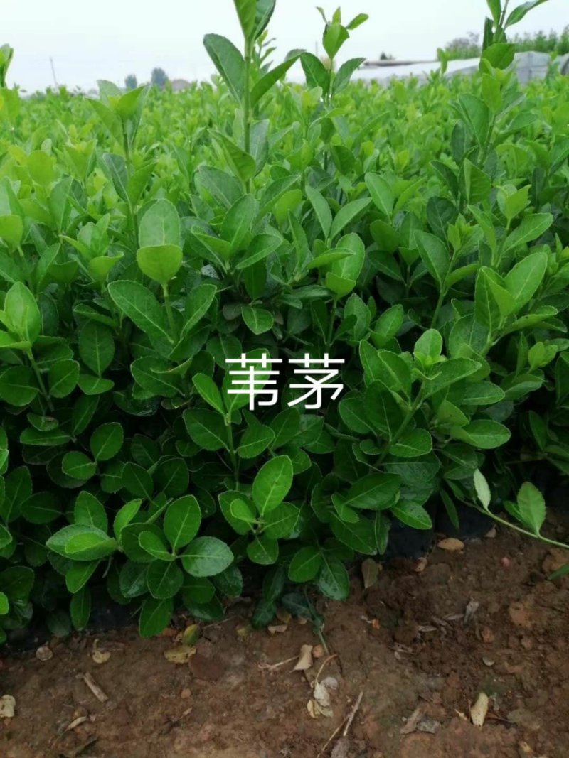 常年经销各种：绿化苗木花灌木、乔木、另出售：各种宿根花卉