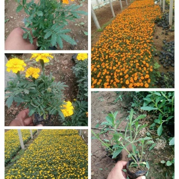 孔雀草