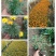孔雀草