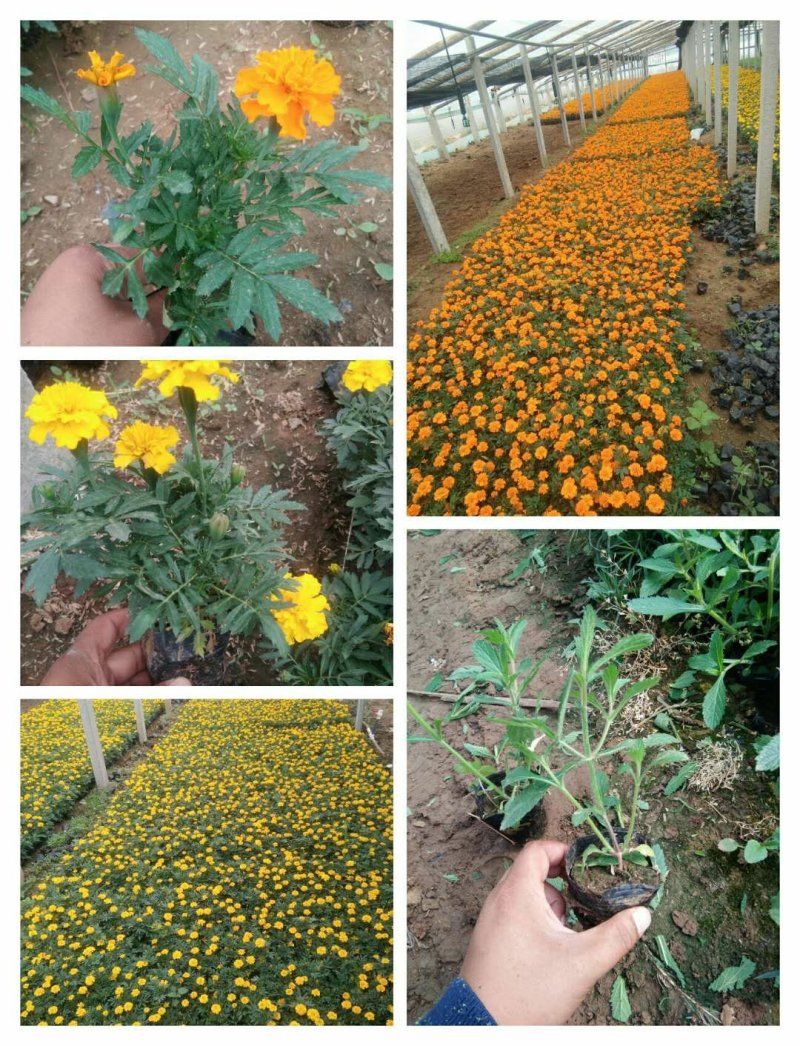 孔雀草