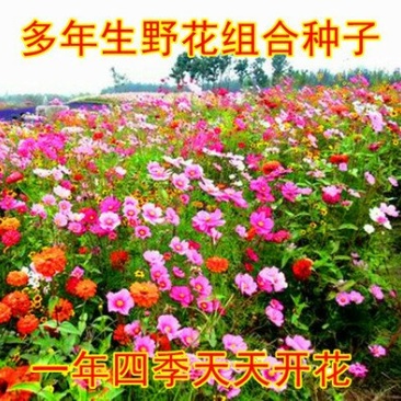 野花组合种子由多种花种组成花色多样花期长应用公园路边绿化