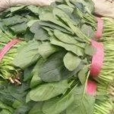 大叶菠菜