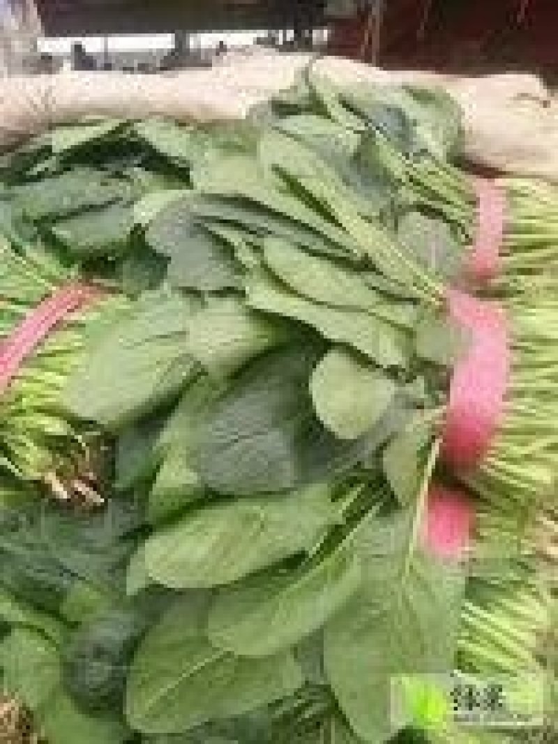 大叶菠菜