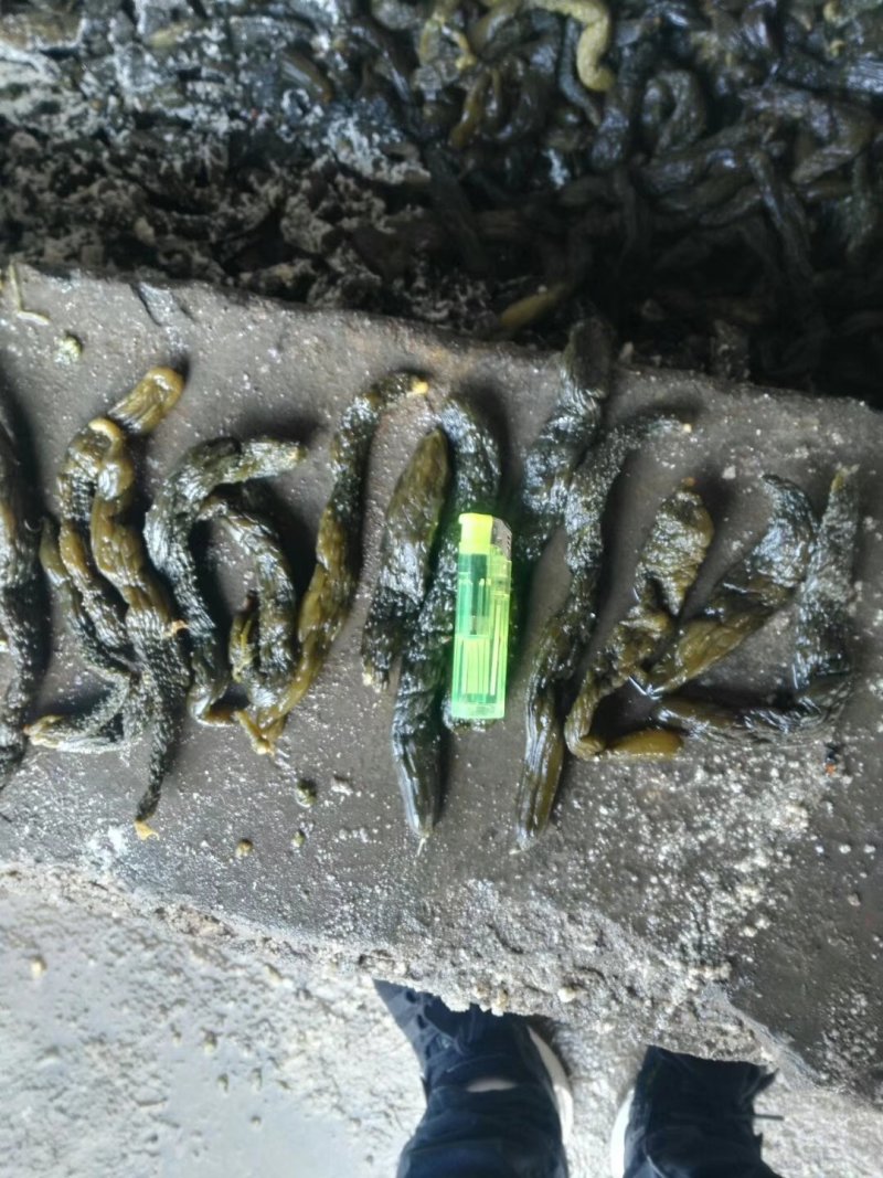 长期供应腌渍出口或内销用的半成品陆地黄瓜