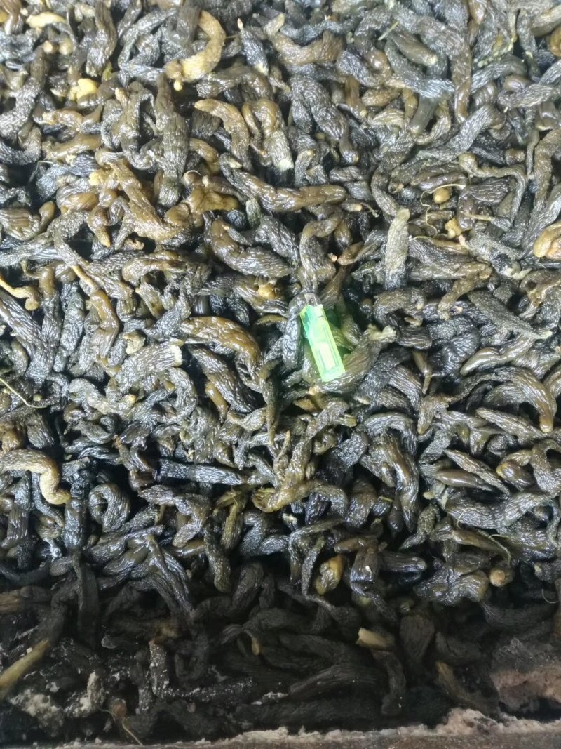 长期供应腌渍出口或内销用的半成品陆地黄瓜
