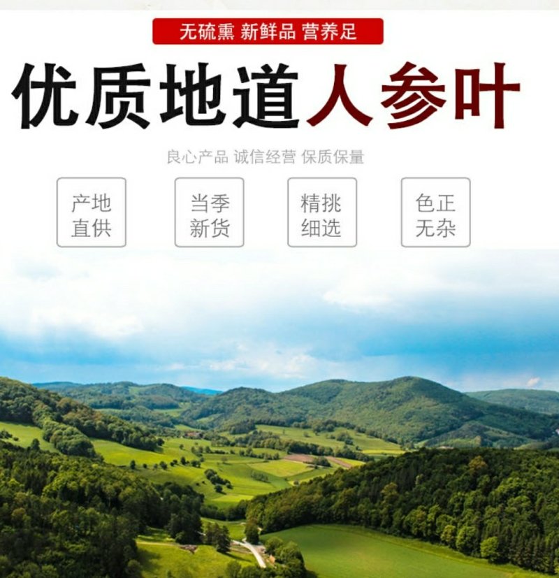 干人参叶精选东北吉林长白山新鲜人参完整叶片自然晒干无污染