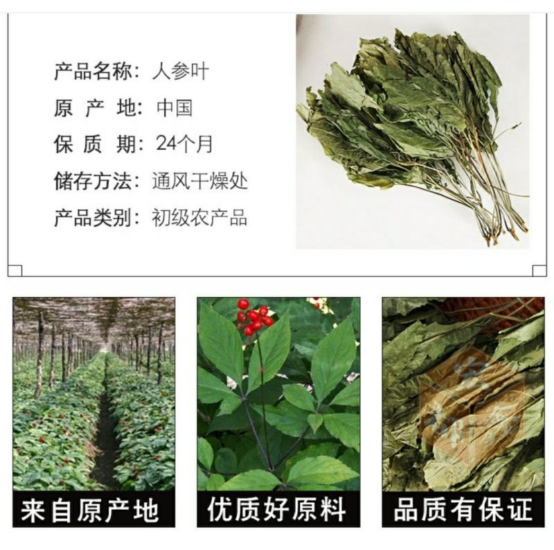 干人参叶精选东北吉林长白山新鲜人参完整叶片自然晒干无污染