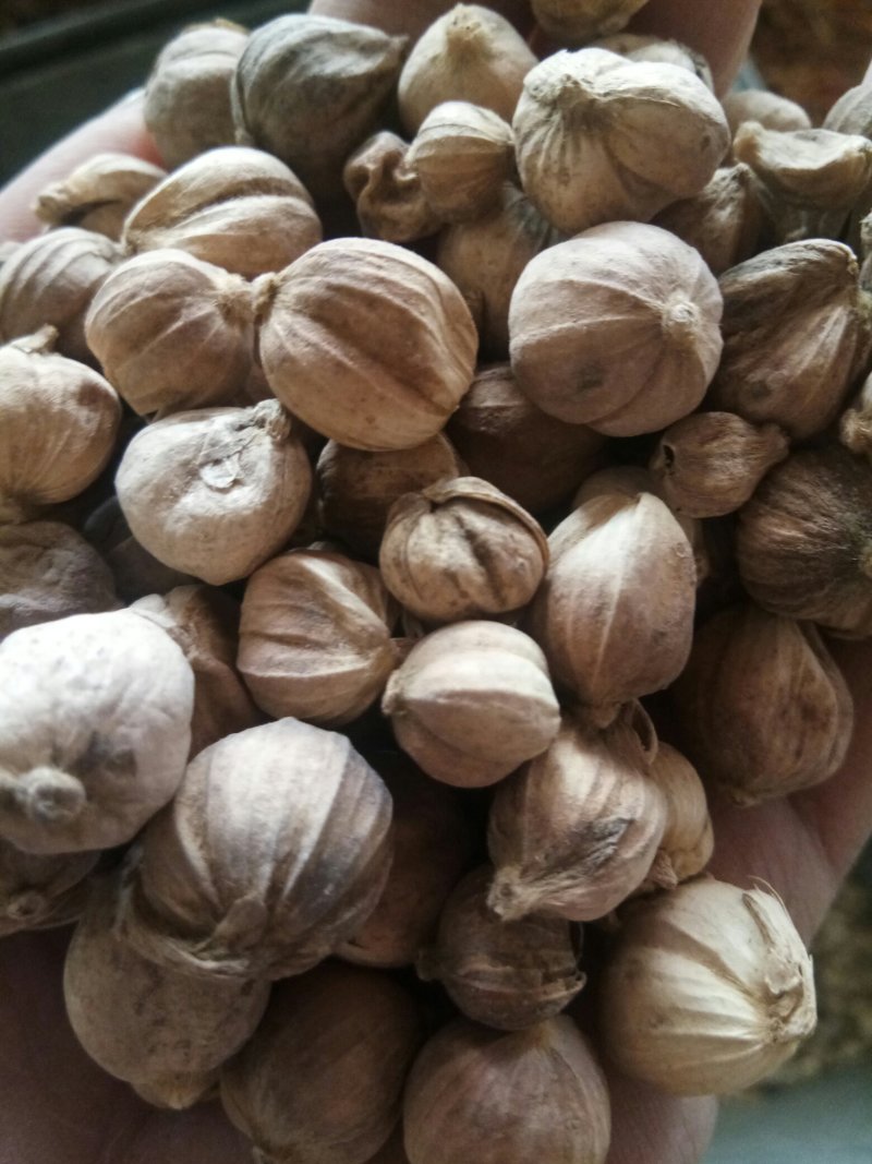 白豆蔻无硫药食两用干净无杂调料大全量大从优
