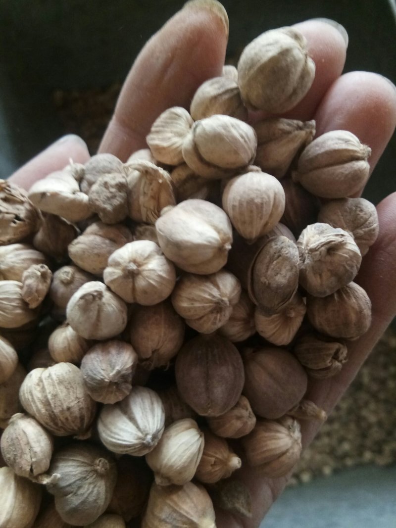 白豆蔻无硫药食两用干净无杂调料大全量大从优
