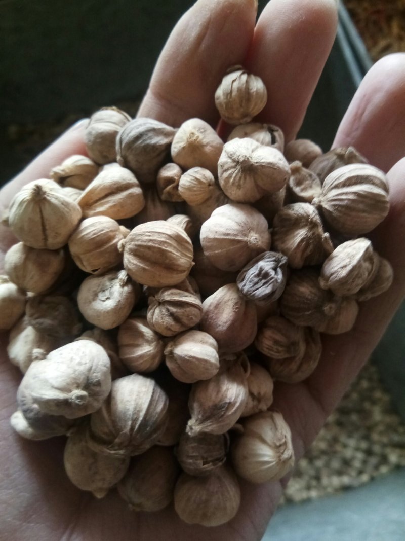 白豆蔻无硫药食两用干净无杂调料大全量大从优