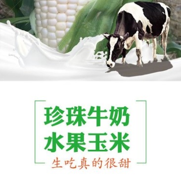 珍珠牛奶玉米种子500克