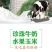 珍珠牛奶玉米种子500克