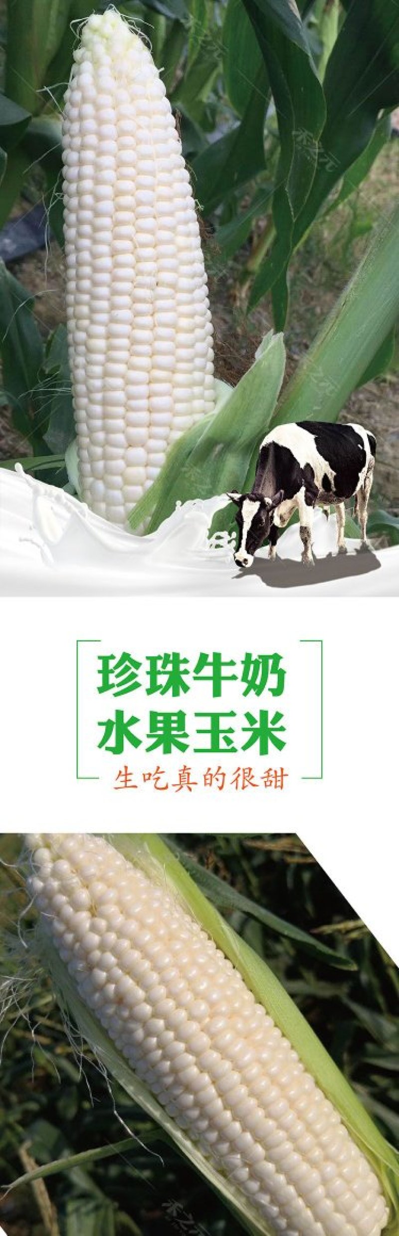 珍珠牛奶玉米种子500克