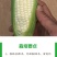 珍珠牛奶玉米种子500克