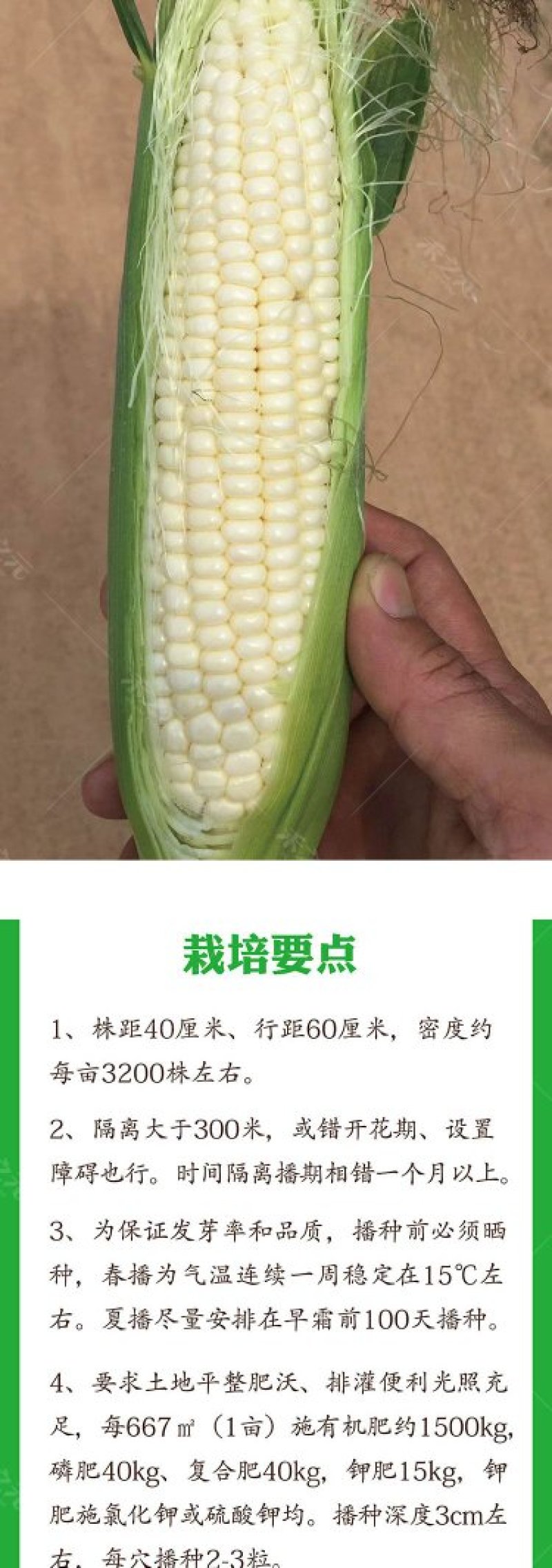 珍珠牛奶玉米种子500克