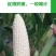 珍珠牛奶玉米种子500克