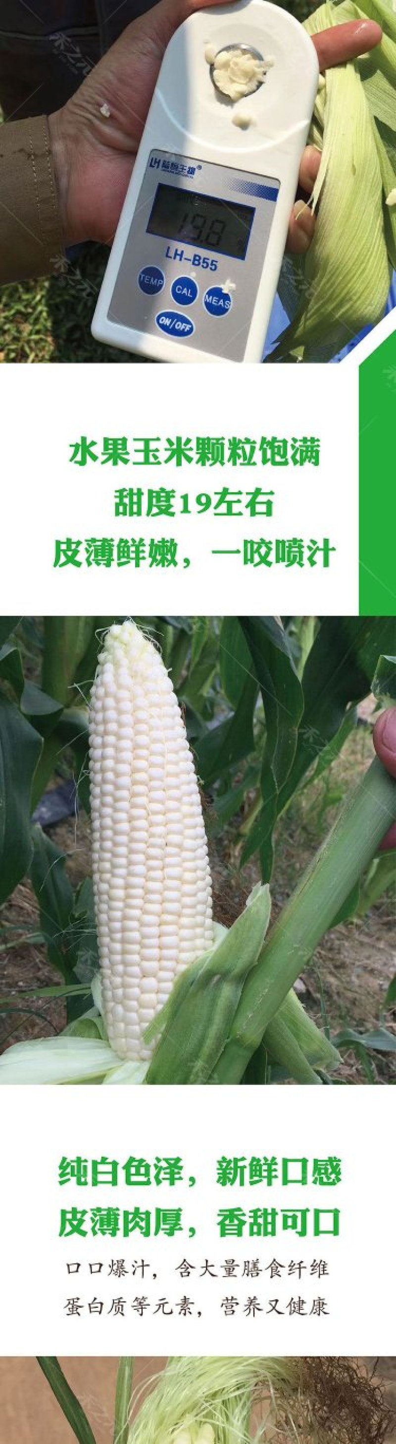 珍珠牛奶玉米种子500克