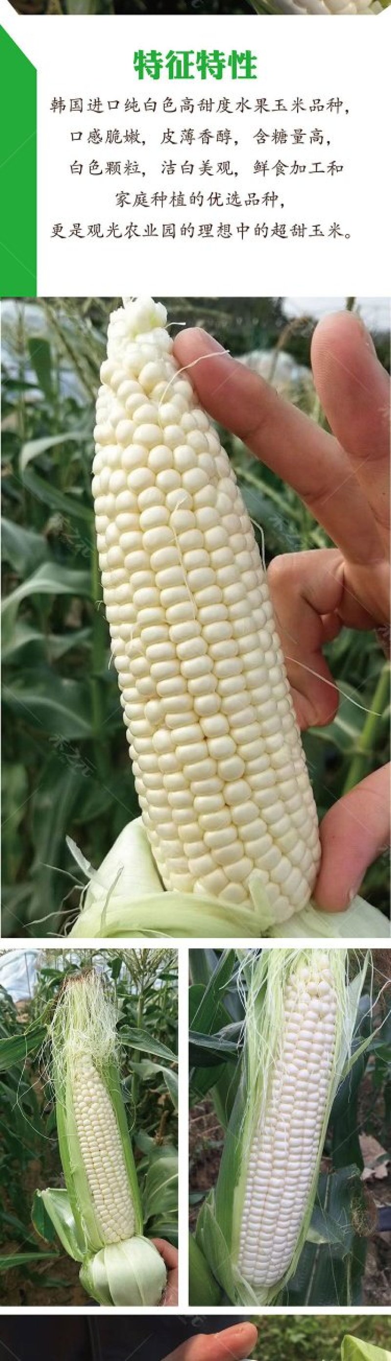 珍珠牛奶玉米种子500克