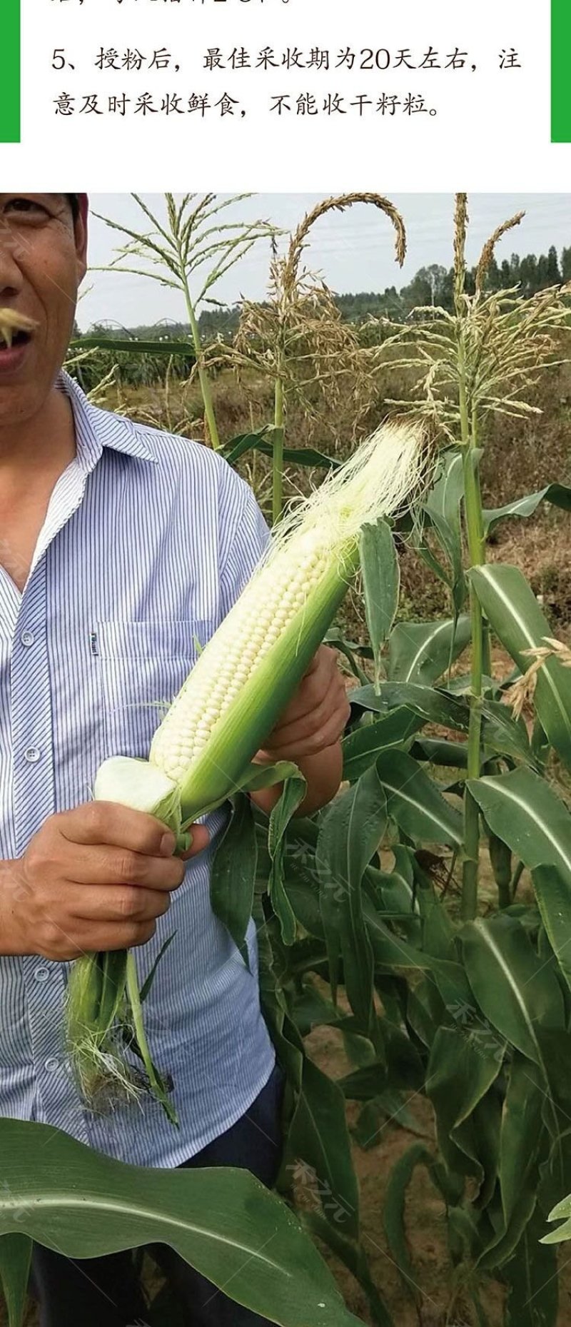 珍珠牛奶玉米种子500克