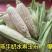 珍珠牛奶玉米种子500克