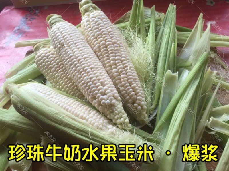 珍珠牛奶玉米种子500克