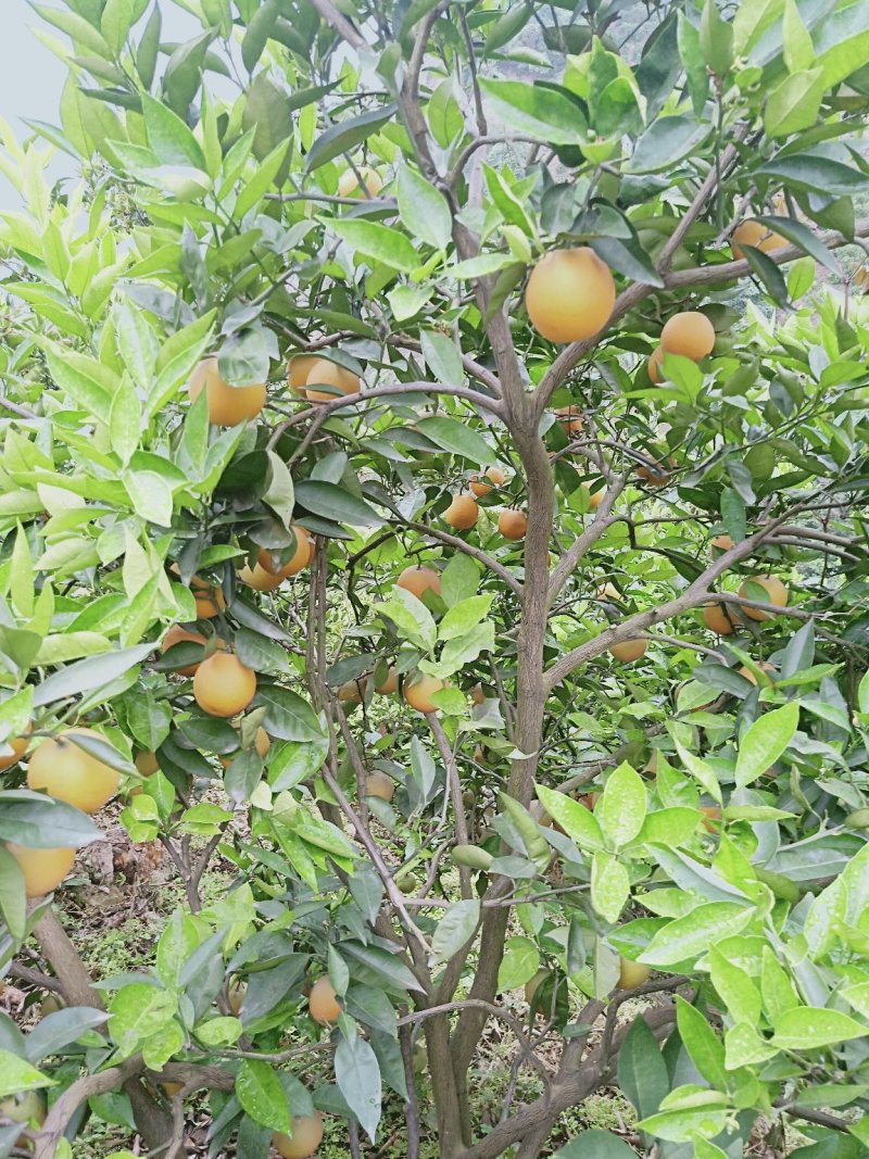 湖北秭归夏橙成熟了