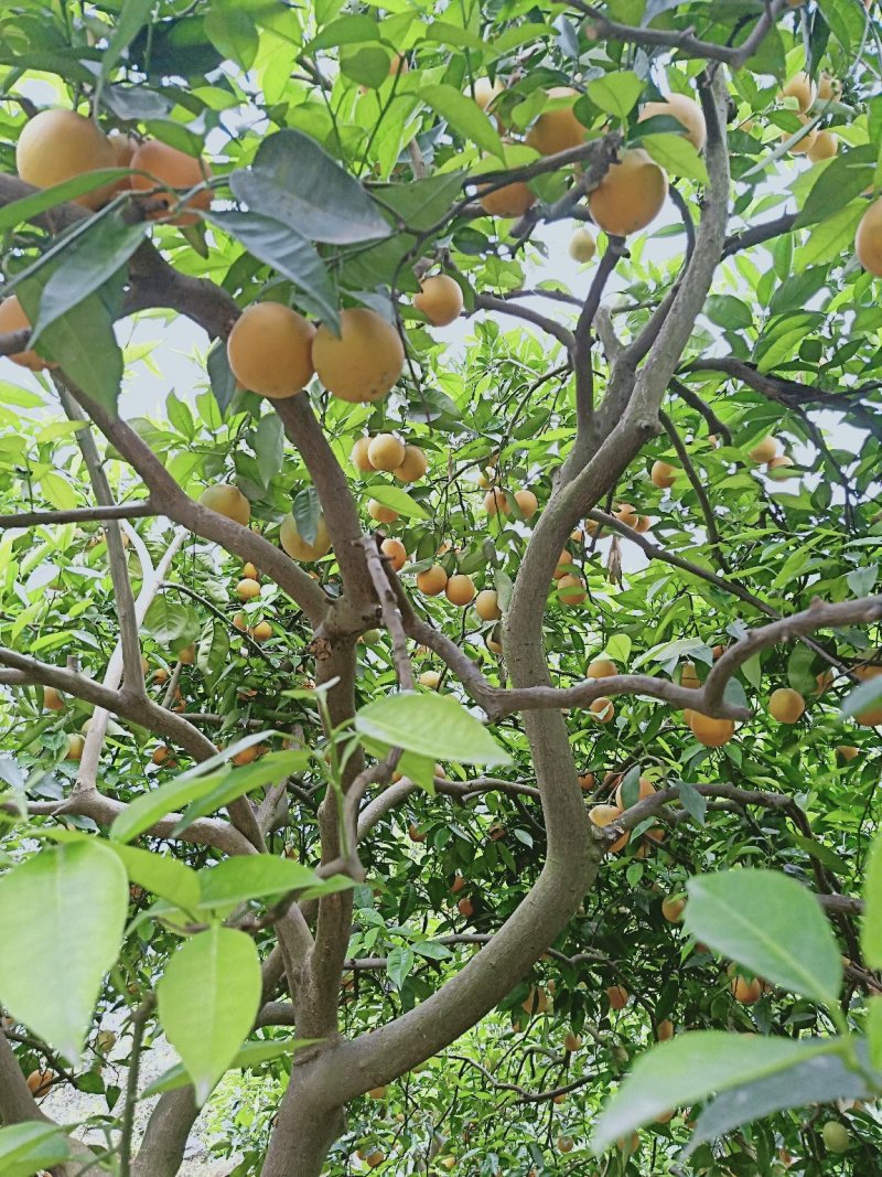 湖北秭归夏橙成熟了