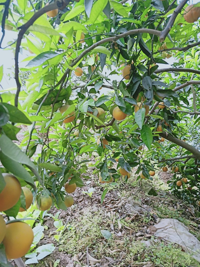 湖北秭归夏橙成熟了