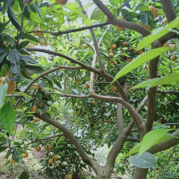 湖北秭归夏橙成熟了