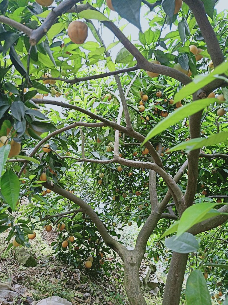 湖北秭归夏橙成熟了