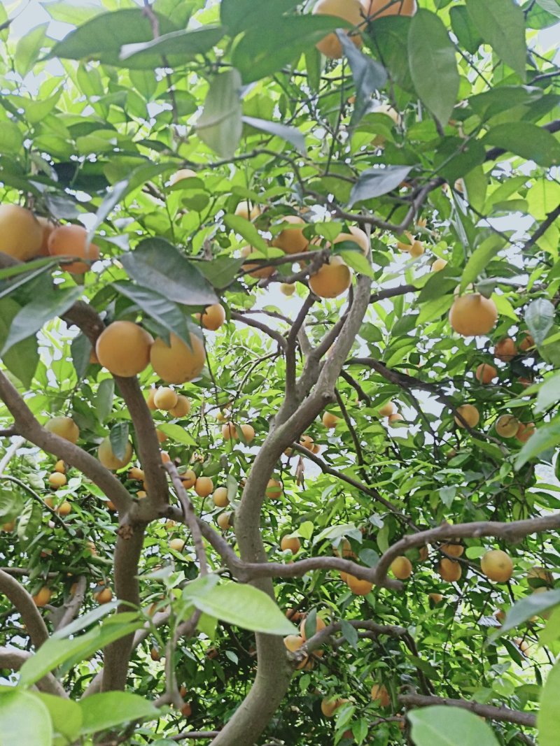 湖北秭归夏橙成熟了